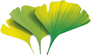 Ginkgo Biloba